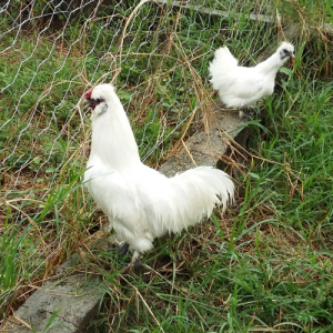 Galinha Sedosa do Japão Branca