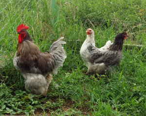 Galinha brahma Blue